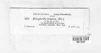 Diaporthe tessera image